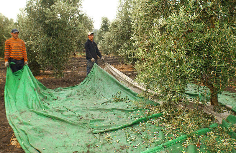 ירוק עד. מסיק זיתים|צילום: באדיבות יד מדרכי חגיגות המסיק יוצאות לדרך